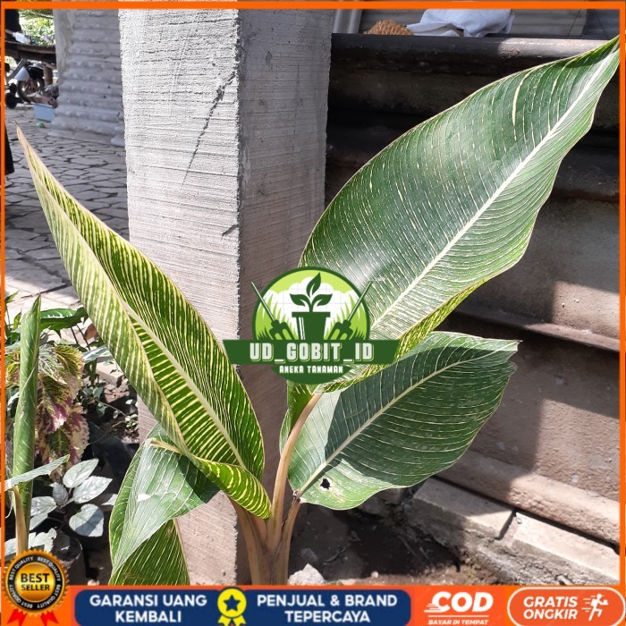 BIBIT TANAMAN PISANG BATIK/ PISANG DAUN BATIK/ PISANG HIAS UNIK Bibit Tanaman Super Unggul UD GOBIT 