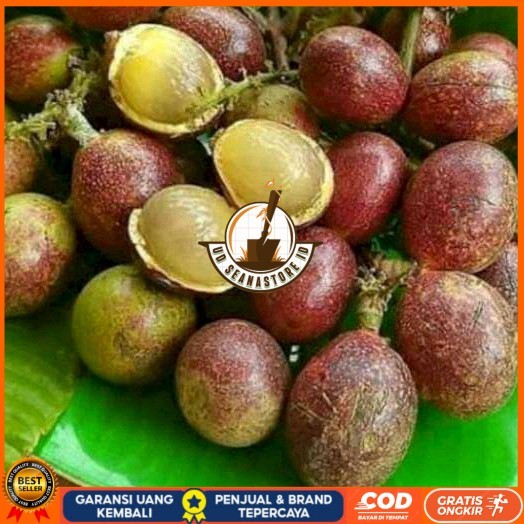 PROMO 5 BIBIT MATOA MERAH/ MATOA HIJAU ADA SUPER UNGGUL Bibit Tanaman Super Unggul UD SEANASTORE ID