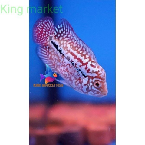 Super grade Hiasan Aquarium Kamfa F2 Line V8 3.5cm king
