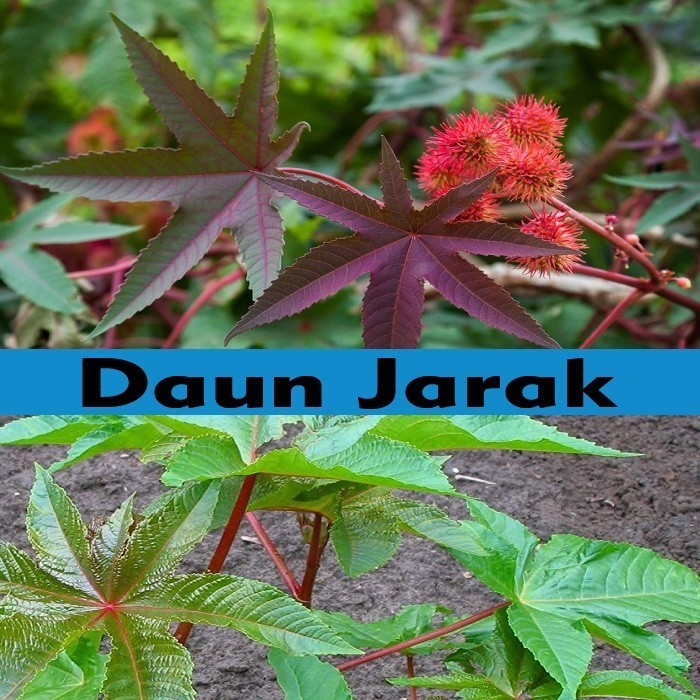 

Daun Jarak Segar Hijau 100 Gram Daun Fresh Hijau Organik Tanpa Kimia