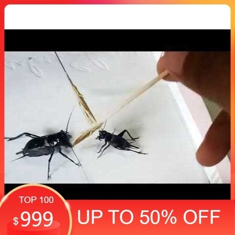 Jangkrik Aduan kualitas SUPER