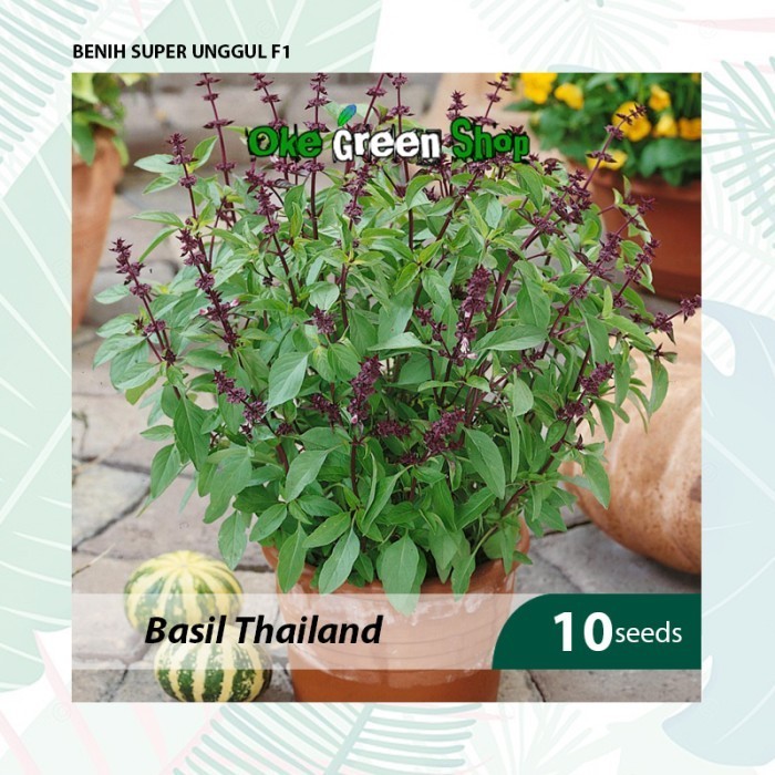 Benih Seribuan - 10 Biji Benih Bibit Kemangi Basil Thai Herb Seeds