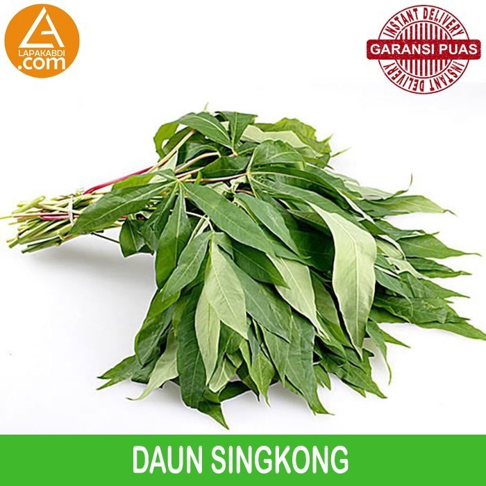 

Daun Singkong Ikat Garansi Termurah