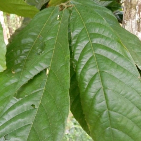 

peromo daun kakao/ coklat fresh herbal alami 30 lembar