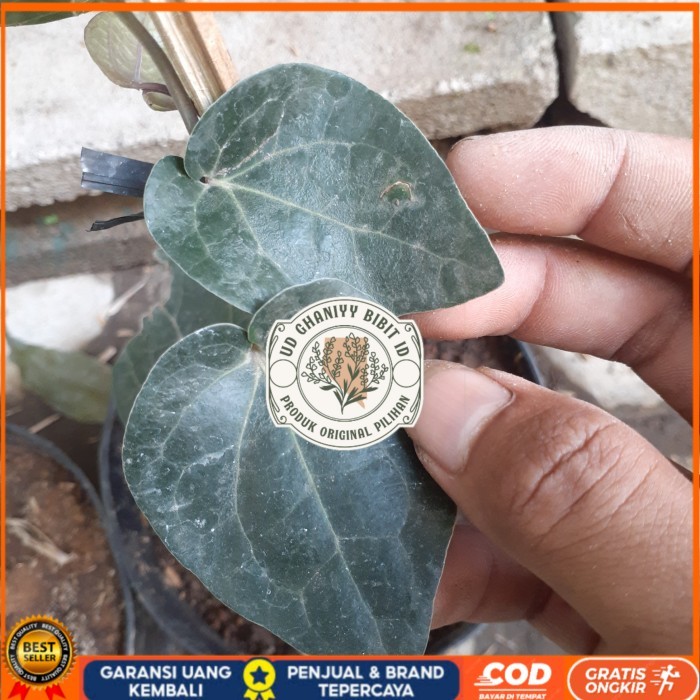 BIBIT TANAMAN SIRIH HITAM HERBAL UNGGUL Bibit Tanaman Super Unggul UD GHANIYY BIBIT ID
