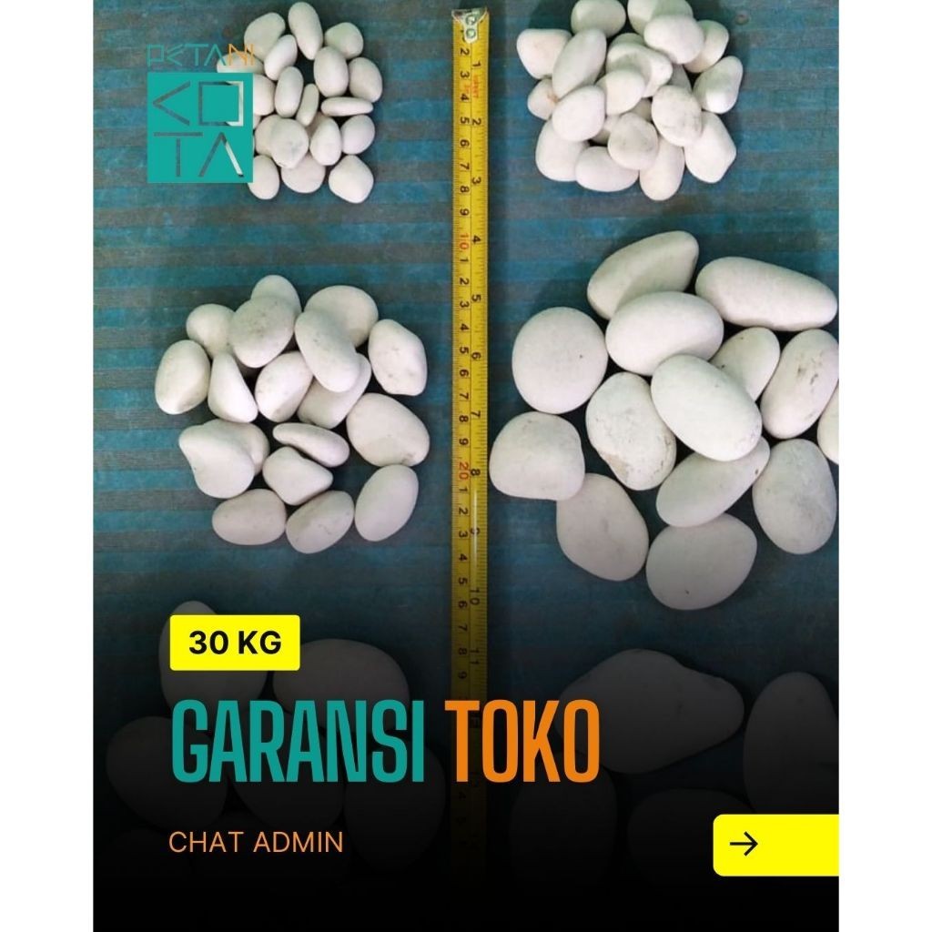 Batu Coral Kupang Putih ( Sebesar Koin 500an /10 kg) Garansi