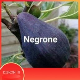 bibit buah tin negrone okulasi cepat berbuah dalam pot unggul