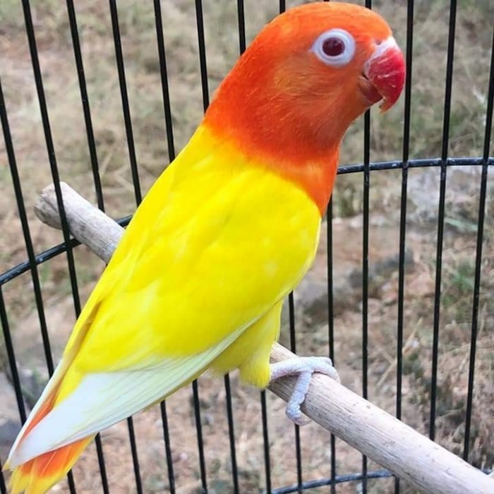 BURUNG LOVEBIRD BIOLA LUTINO MATA MERAH