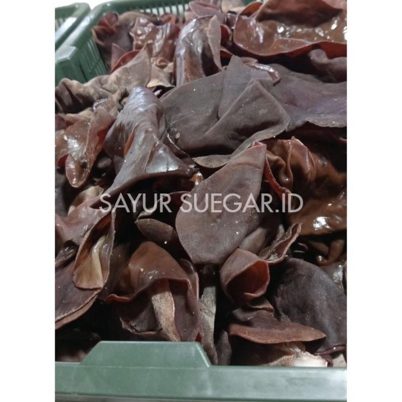 

jamur kuping segar 500 gram
