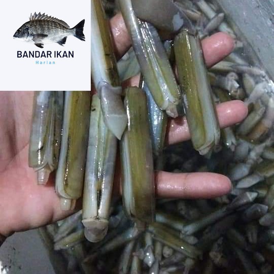 

Kerang Bambu Hidup Segar Fresh Dan Berkualitas