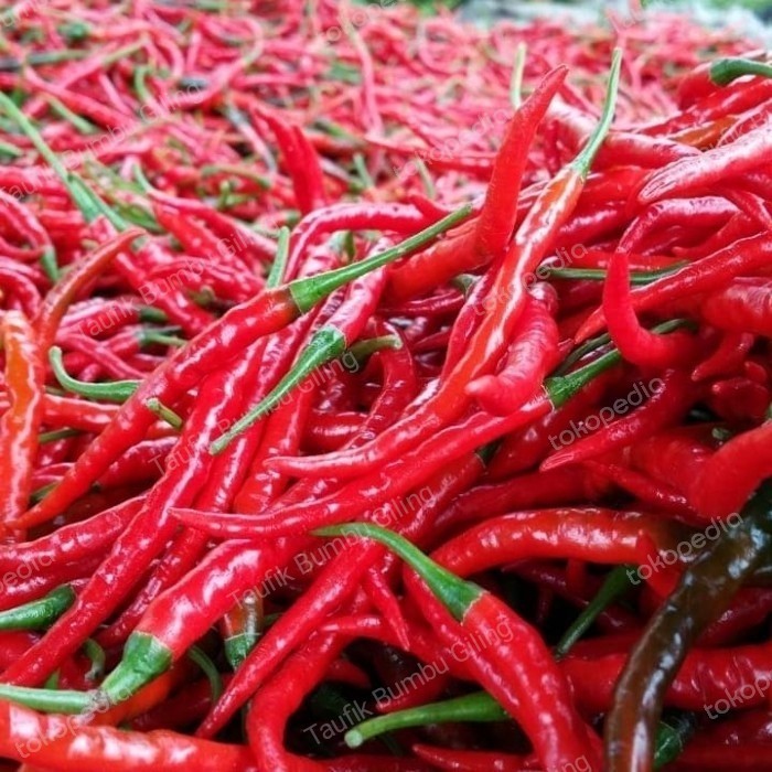 

cabe merah keriting segar - 1kg