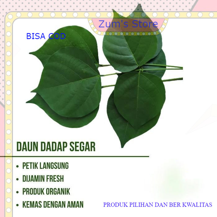 

ready daun dadap serep herbal