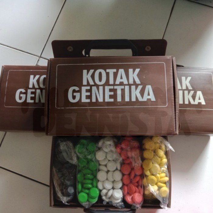 

Kotak kancing genetika 5 warna