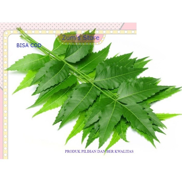

Daun mimba segar murah