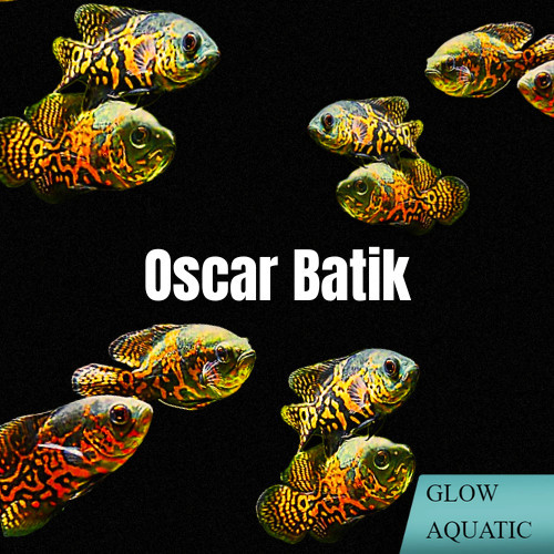 hias akuarium Oscar batik size 7-10cm isi 2 ekor