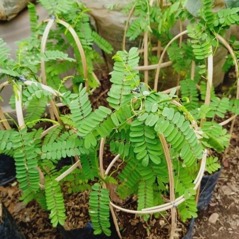 -> ( BISA COD ) Pohon Daun Saga Tanaman Obat Daun Saga Pohon Saga / Tanaman Herbal Daun Saga / Pohon