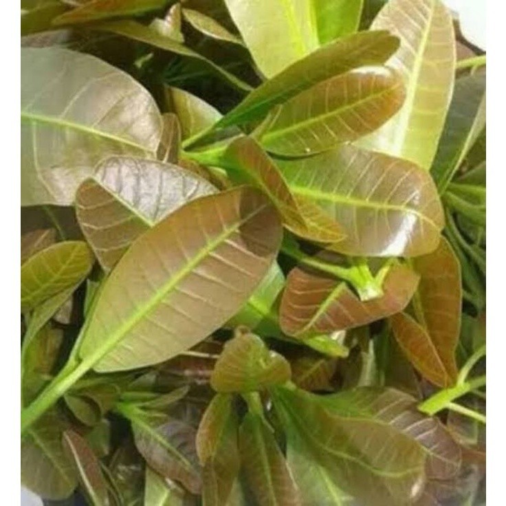 Pucuk daun jambu mede mete jambu monyet segar