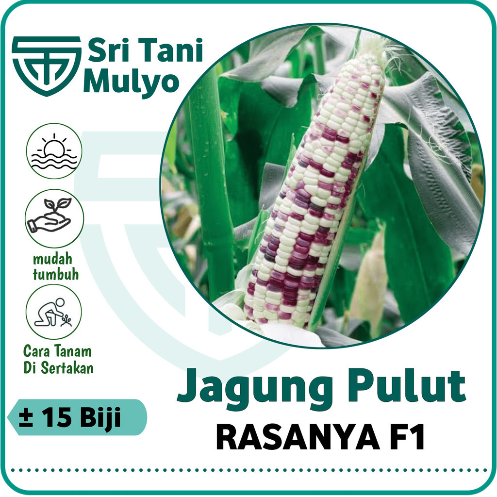 15 Biji - Benih Jagung Ketan RASANYA F1 - Jagung Belang Jagung Hitam Putih - Jagung Hibrida