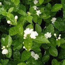 Bibit Tanaman Hias Melati Putih - Bibit Melati Teh - 1kg isi 3