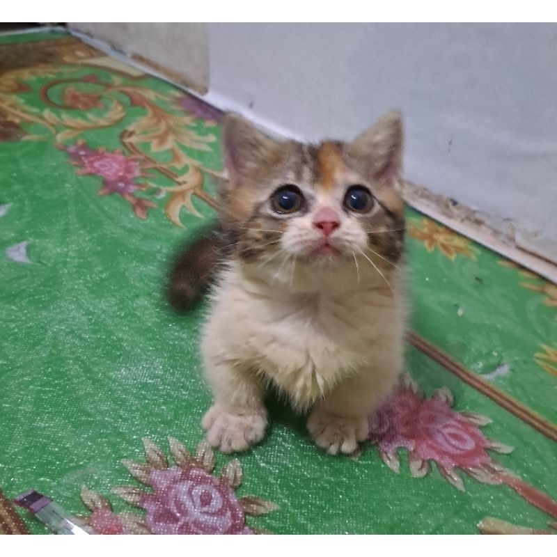 Anak kucing anggora/kitten munchkin betina/kucing cebol betina