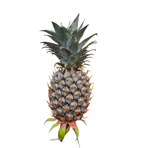 Nanas muda nanas mentah nanas buah nanas muda penlancar haid