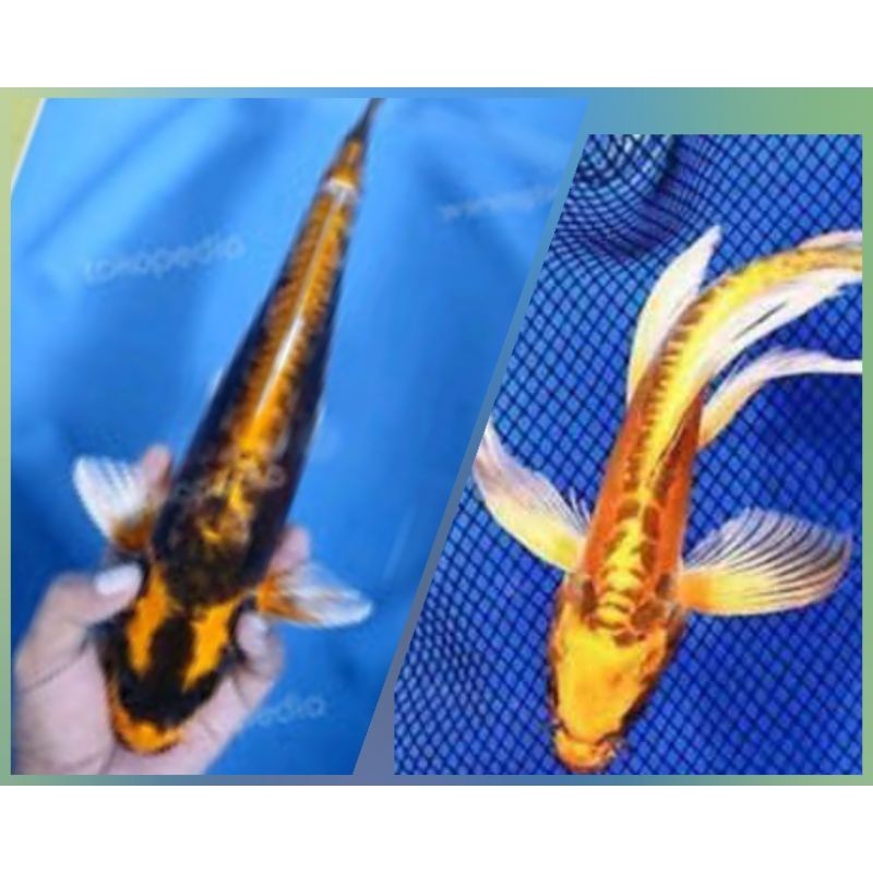 progres hias koi, kumpay metalik & platinum slayer ogon kabuto kohaku sanke IDSTORE