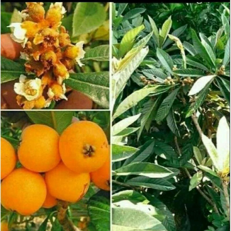 Bibit Tanaman Buah Leci Bhiwa-Bibit Leci Kuning-Bibit Leci Cangkok