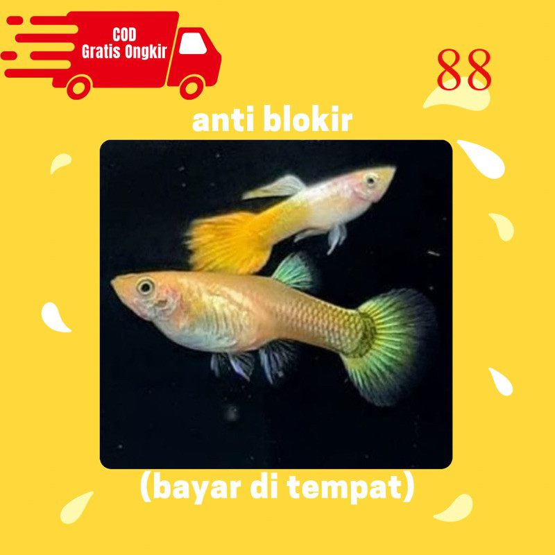guppy yellow micarif pembersih kaca siap breading bonus pakan