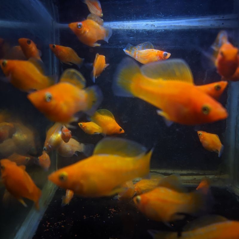 paket hiasan aquarium 25 ekor ikan molly sunkist ikan molly balon