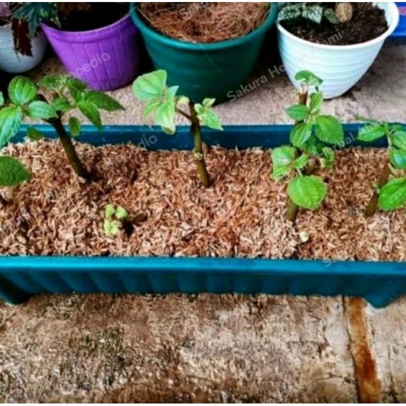 

bibit stek pohpohan sudah berakar