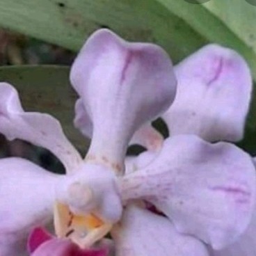 

Ready stok New anggrek vanda dewasa species