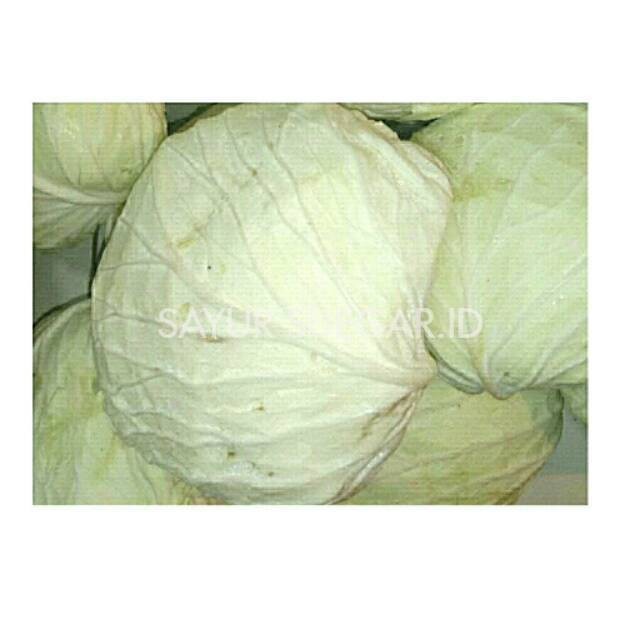 

Kol/White cabbage/500 gram