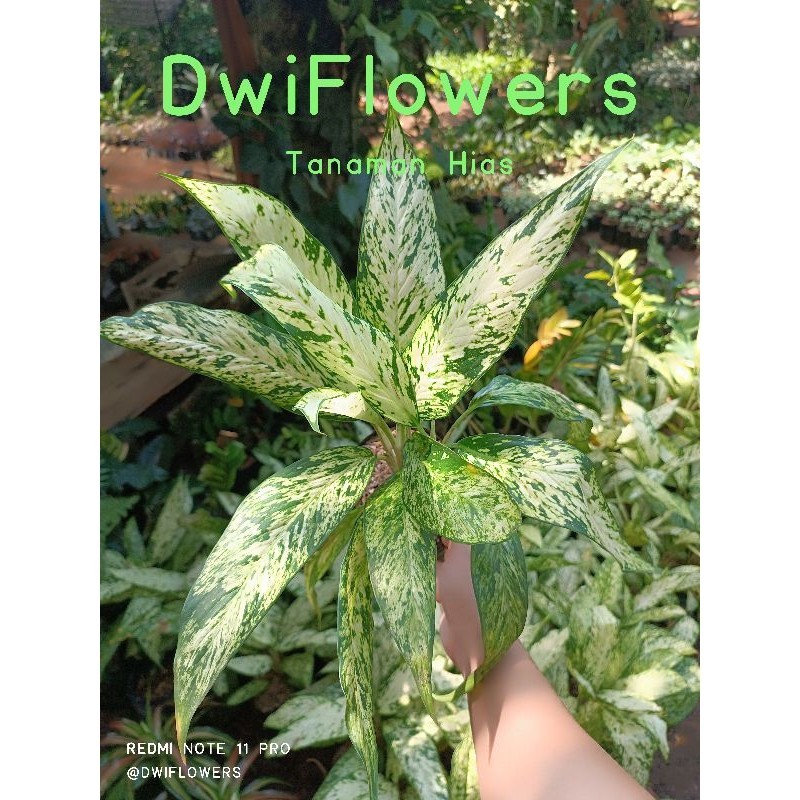 >( BISA COD ) Tanaman Hias Aglonema Diven Bulu Ayam Rimbun Bunga Hias Aglaonema Bulu Ayam / Tanaman 