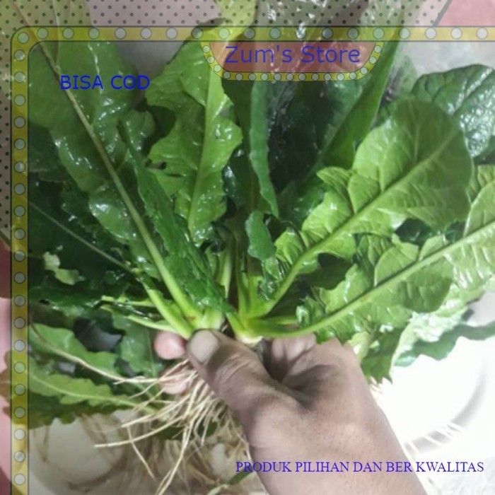 Tanaman herbal tapak liman daun tapak liman segar bisa COD