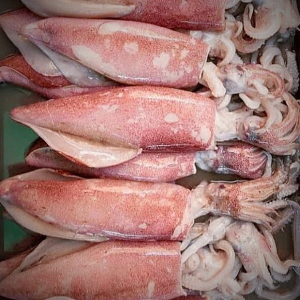 

cumi bangka segar 1 kg