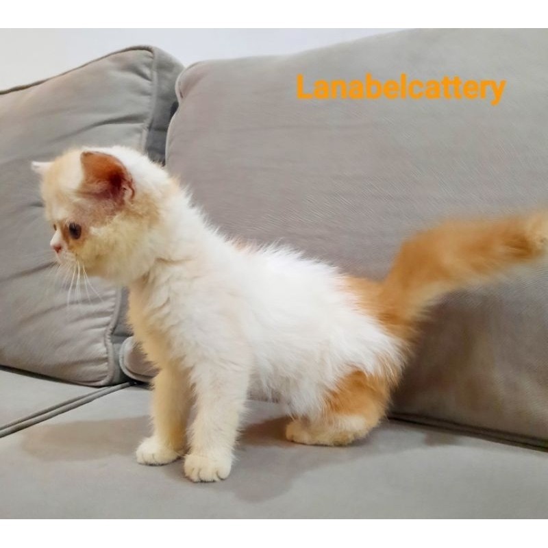Promo diskon 65% Kucing Persia