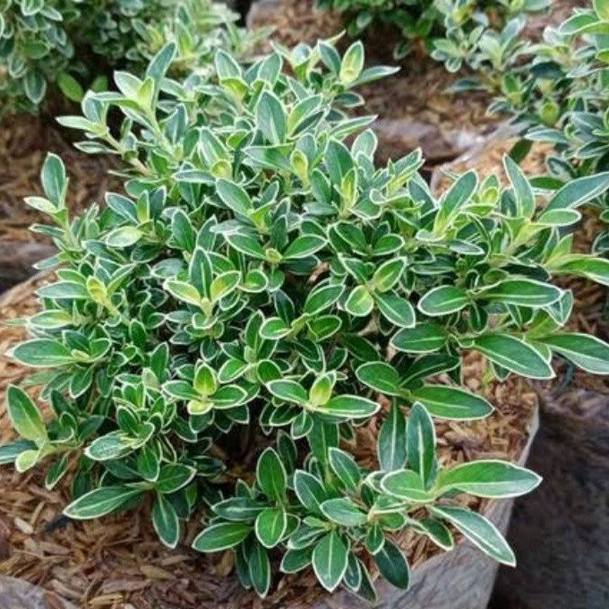 Hingkip Mirten bahan bonsai