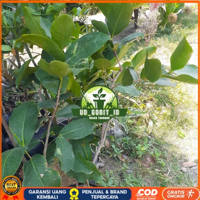 TANAMAN BUAH JAMBU AIR HIJAU TANPA BIJI SUDAH BERBUNGA/BERBUAH CANGKOK Bibit Tanaman Super Unggul UD