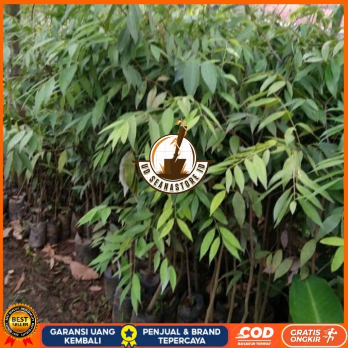 BIBIT POHON NAGASARI LANGKA/ BIBIT KAYU NAGASARI/TANAMAN NAGASARI Bibit Tanaman Super Unggul UD SEAN