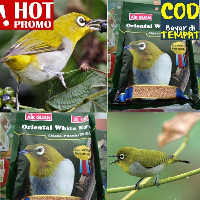 AIK Guan pakan pleci import