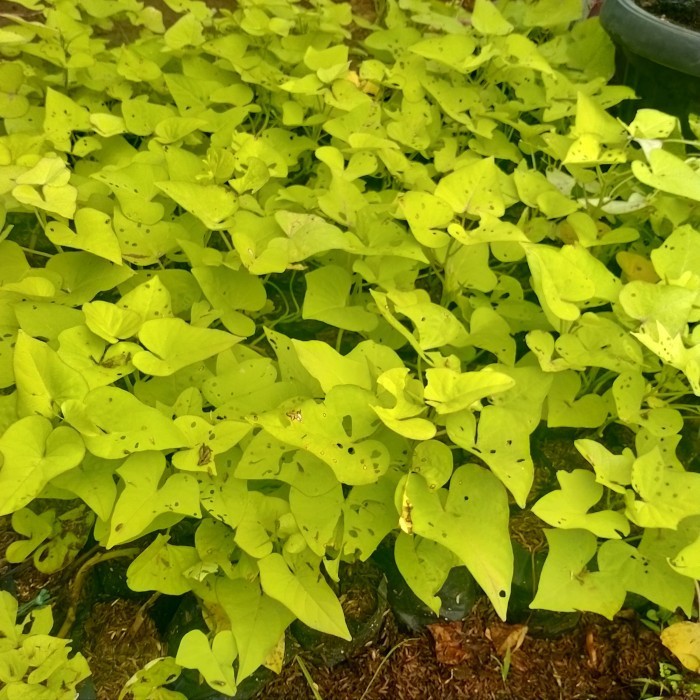 pohon umbi kuning/tanaman rambat ubi daun kuning ( umbi umbian)