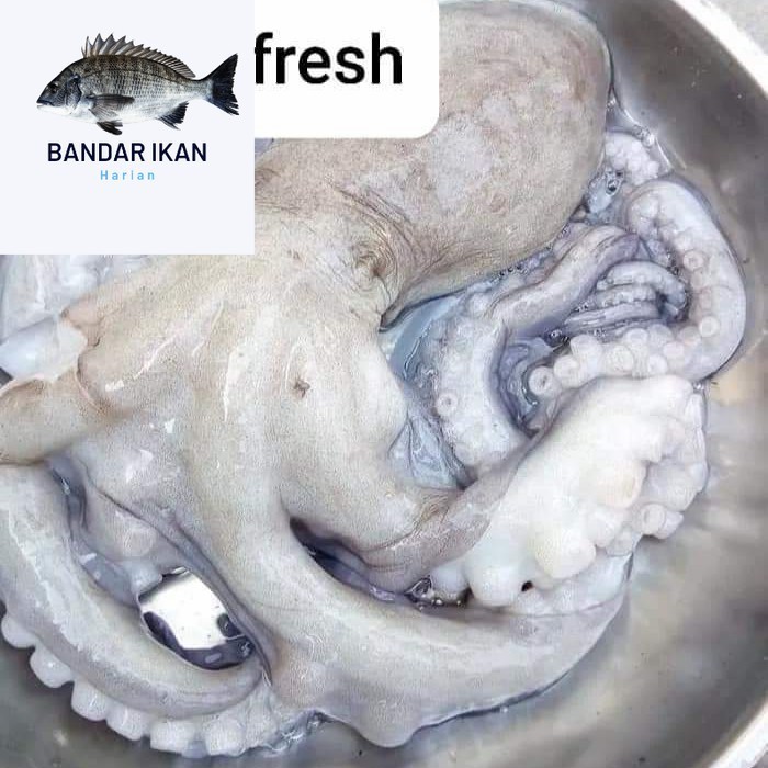 

Gurita Octopus Segar Fresh Dan Berkualitas