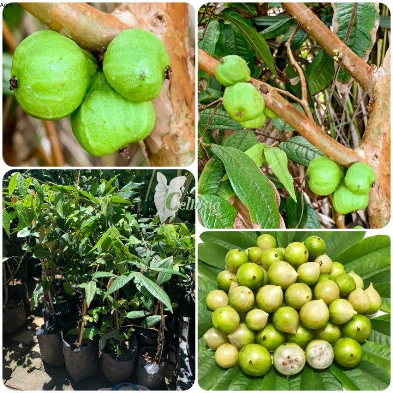 Bibit Tanaman Buah Anggur Pohon Putih / White Jaboticaba Genjah