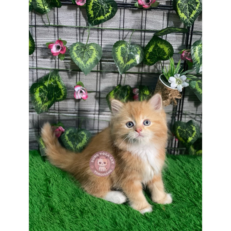 KUCING PERSIA MEDIUM FLATNOSE HIMALAYA LEPAS ADOPSI KUCING TANGERANG