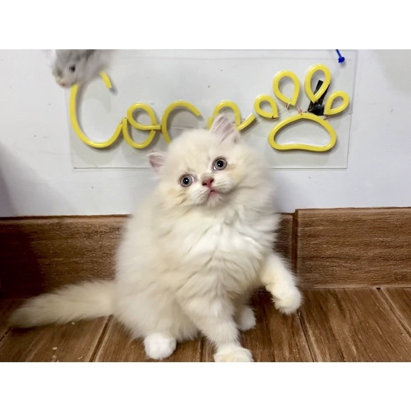 Promo diskon 65% Kucing Persia Lucu Gembul Betina Jantan