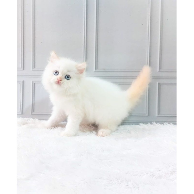 KUCING PERSIA KITTEN/HIMALAYA