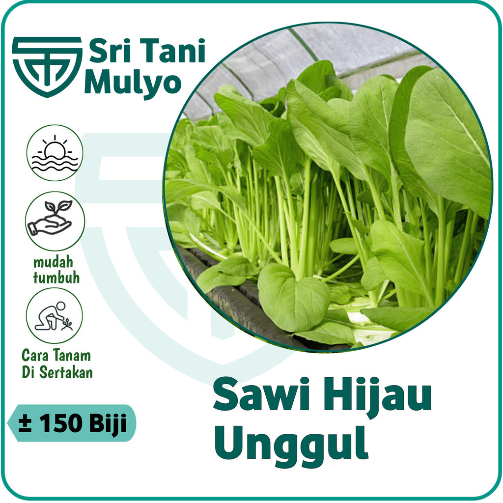 150 Biji - Benih SAWI HIJAU UNGGUL - Bibit Sawi Manis Benih Sayuran Bibit Sayuran Seribuan