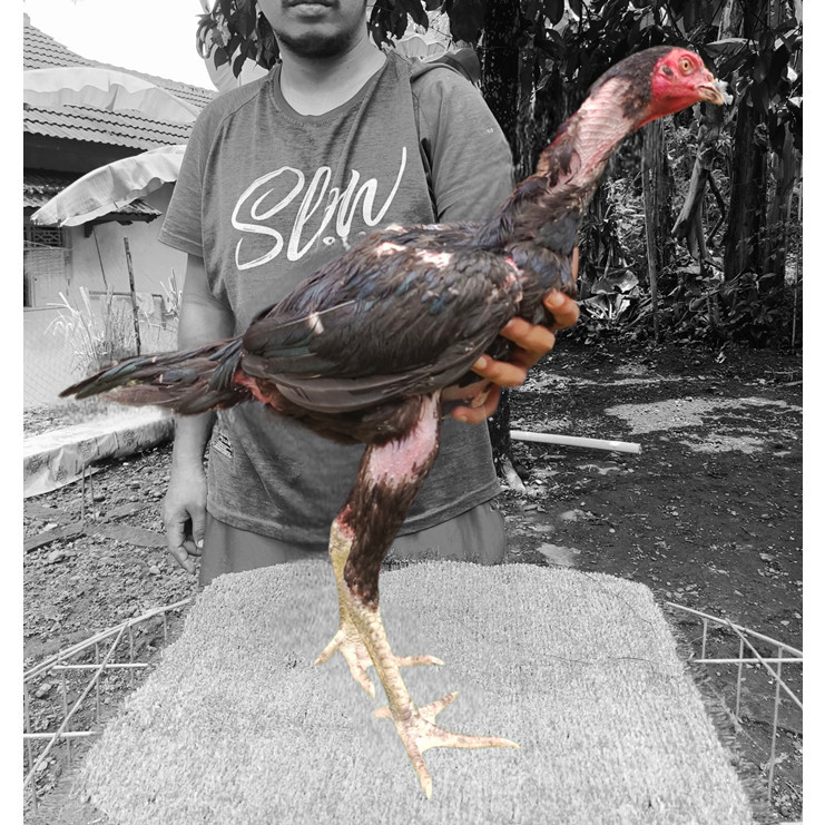 SPESIAL PROMO 70% pakhoy drumband murni - pakhoy dramben - pakhoy drum - pakhoy drum band - pakhoy h