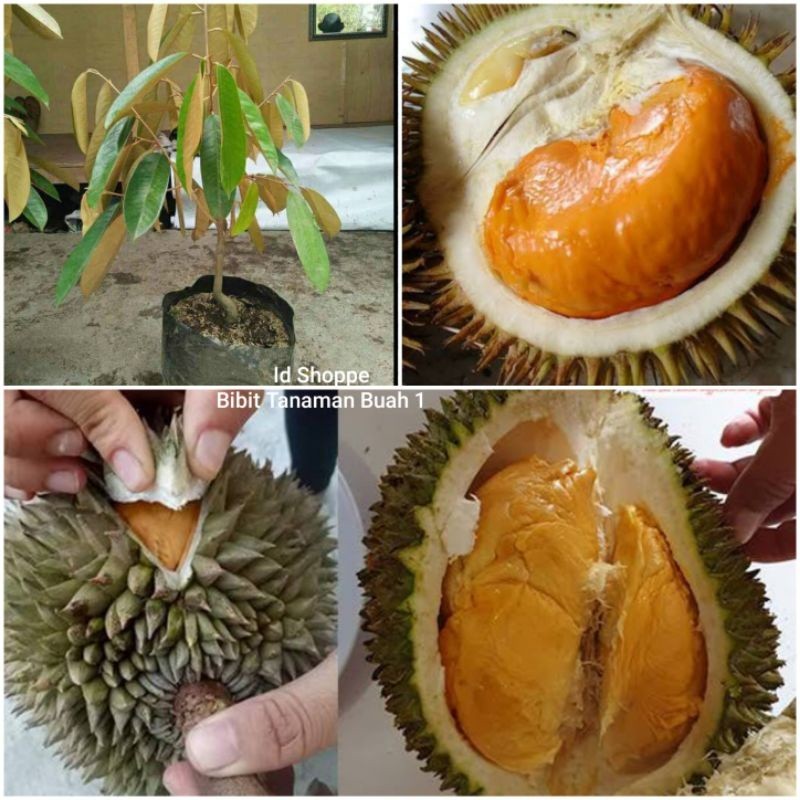 Bibit Durian Super Tembaga