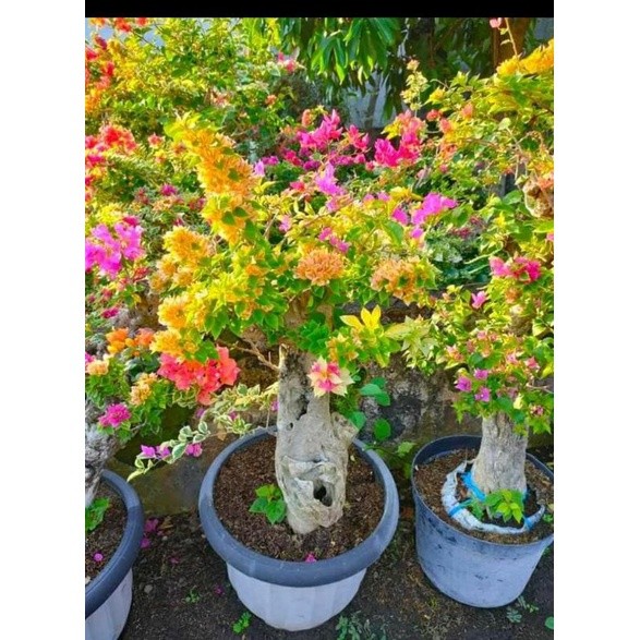 Bibit bonsai bunga bougenville multiwarna stek pilihan